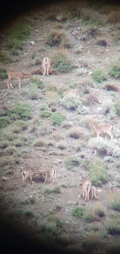 Алтай косули долина Чулышмана