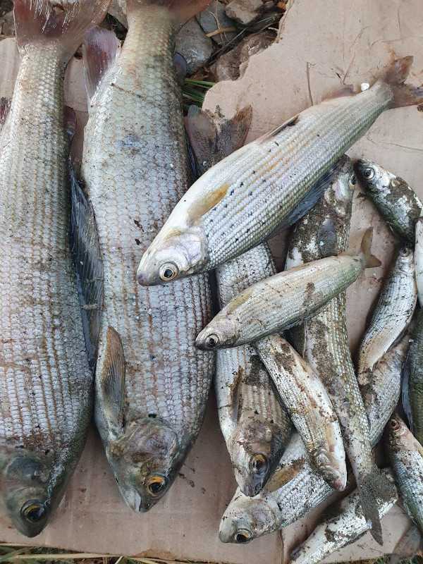 Рыбалка Горный Алтай река Чулышман