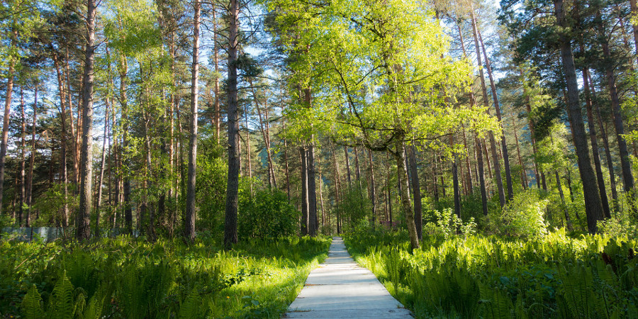 Тропа к Катуни