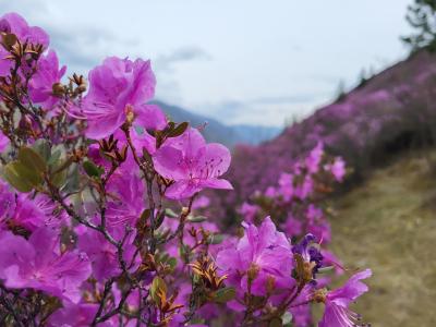 Цветение Маральника в долине Чулышмана
