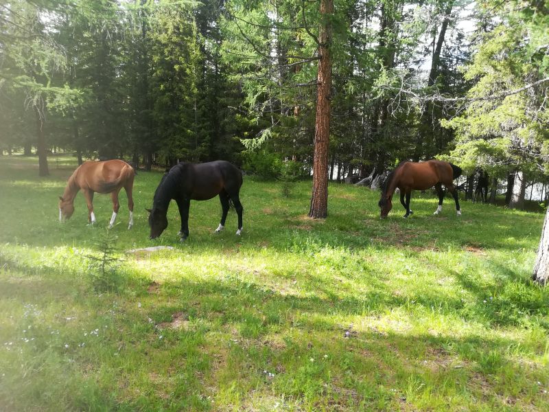 Свои лошади для конных прогулок