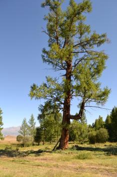 Шаманское дерево Алтай