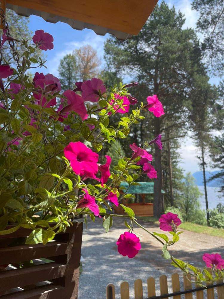 Виды территории. Усадьба "Кедровка"