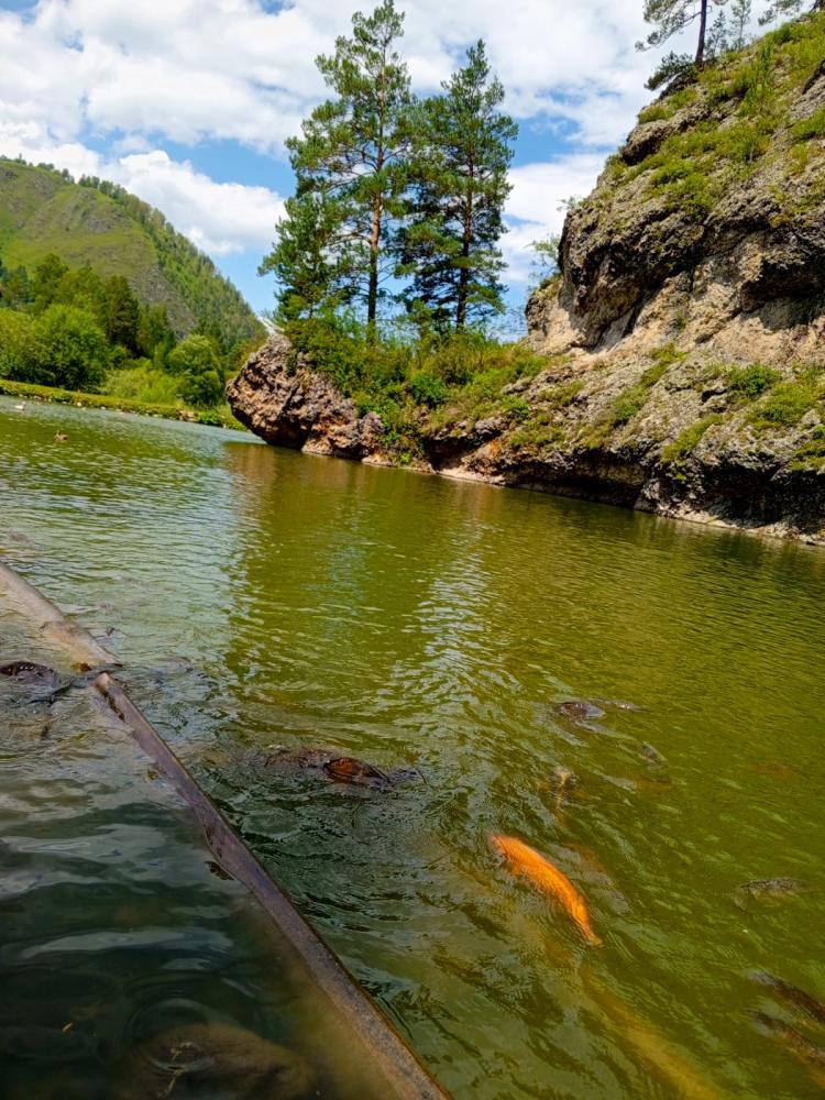 Экскурсия на Форелевое озеро на Алтае