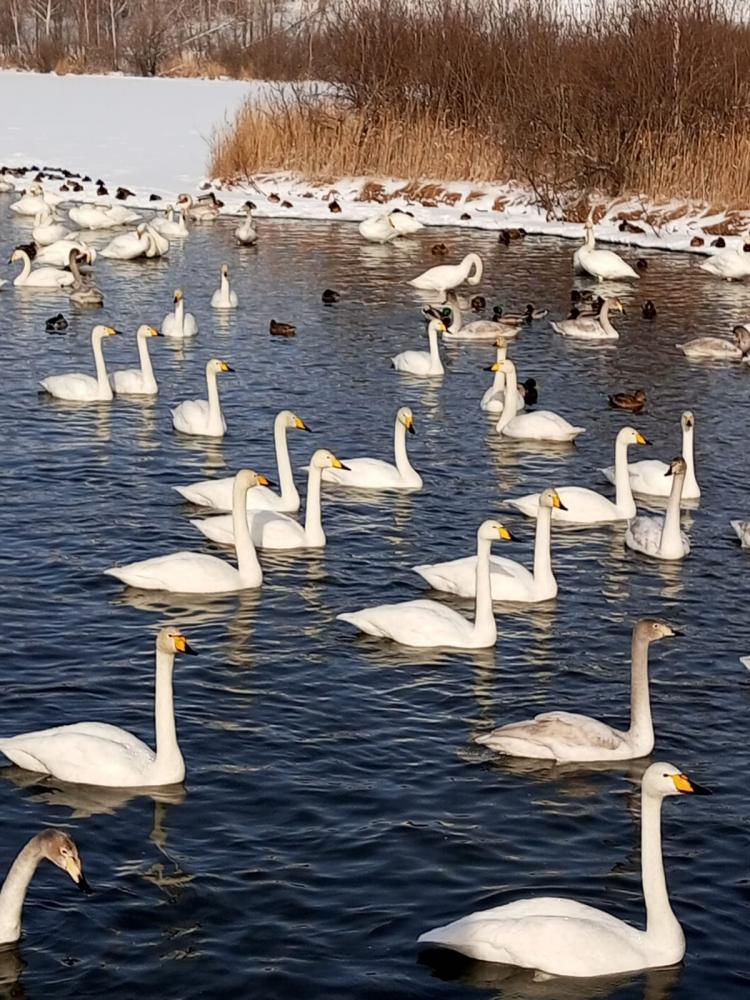 Экскурсия на озеро Лебединое в Алтайском крае
