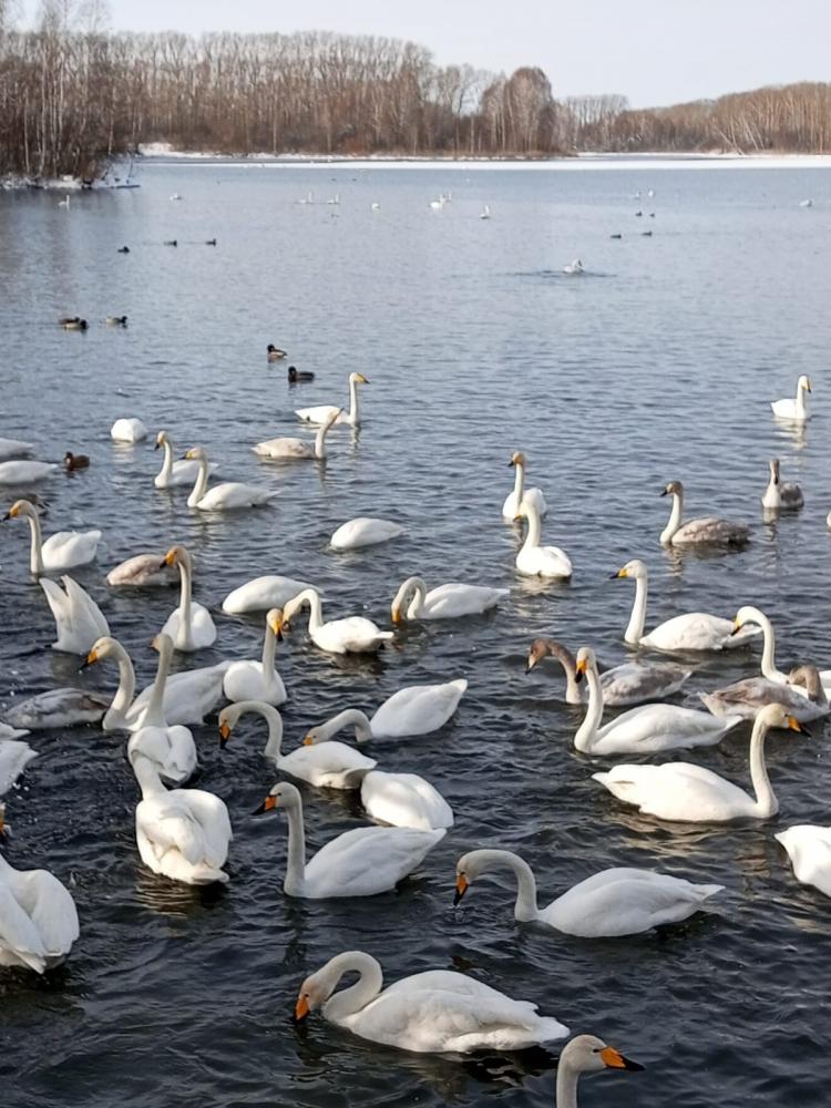 Лебеди на Алтае экскурсия в заказник