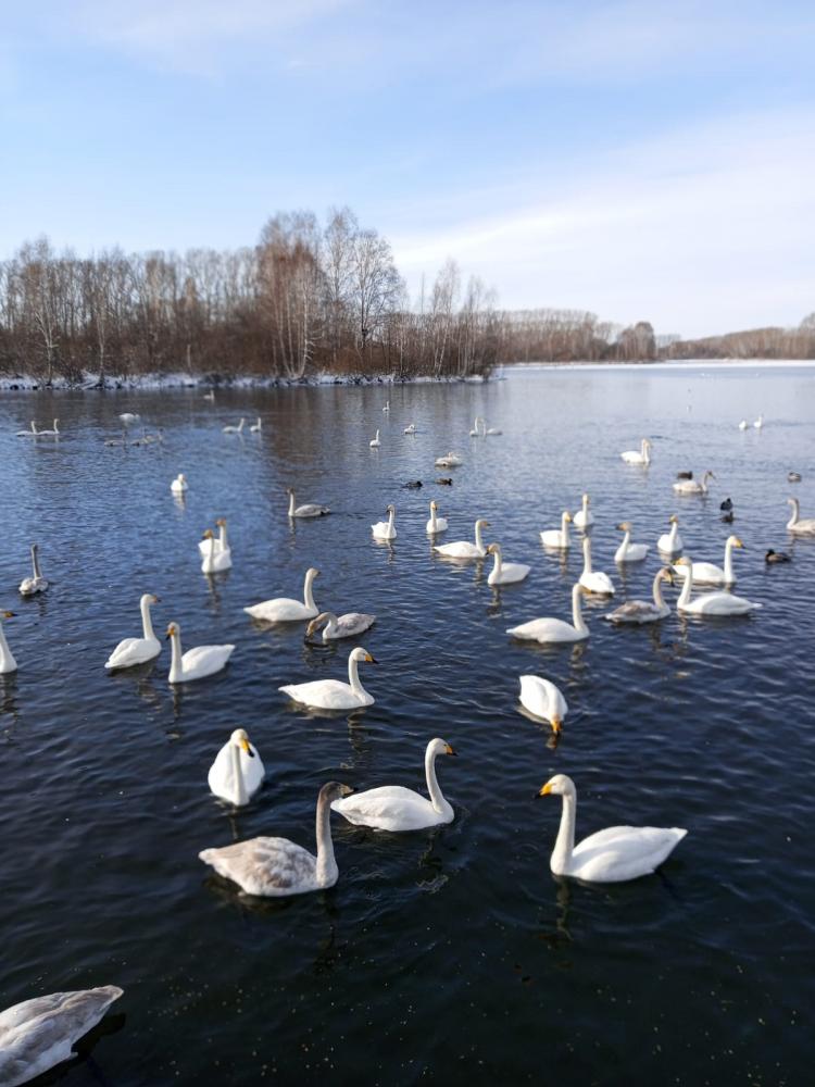 Озеро Светлое или Лебединое на Алтае зимой