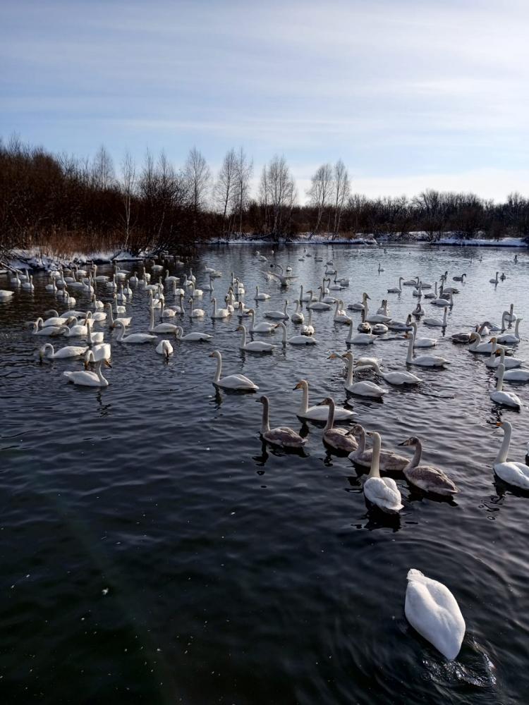 Лебединое озеро на Алтае зимой