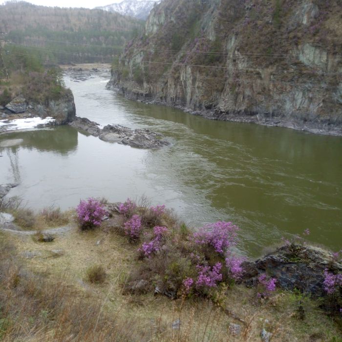 Тур на Цветение маральника на Алтае