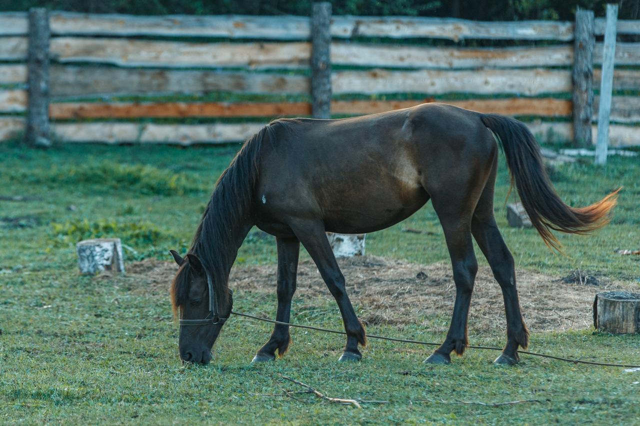 Своя лошадь 