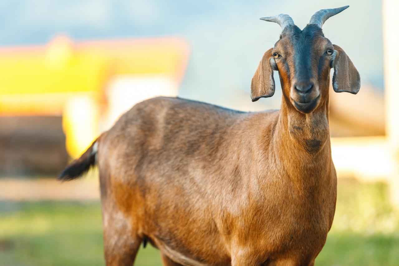 Свои домашние козы