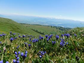 Уймонская долина цветы Аквилегия водосбор