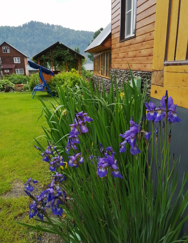 Аренда жилья посуточно на Телецком озере