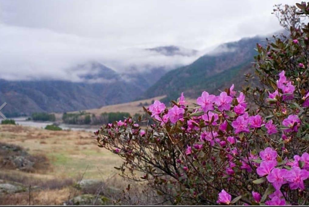 Цветение маральника на Алтае рододендрон Ледебура