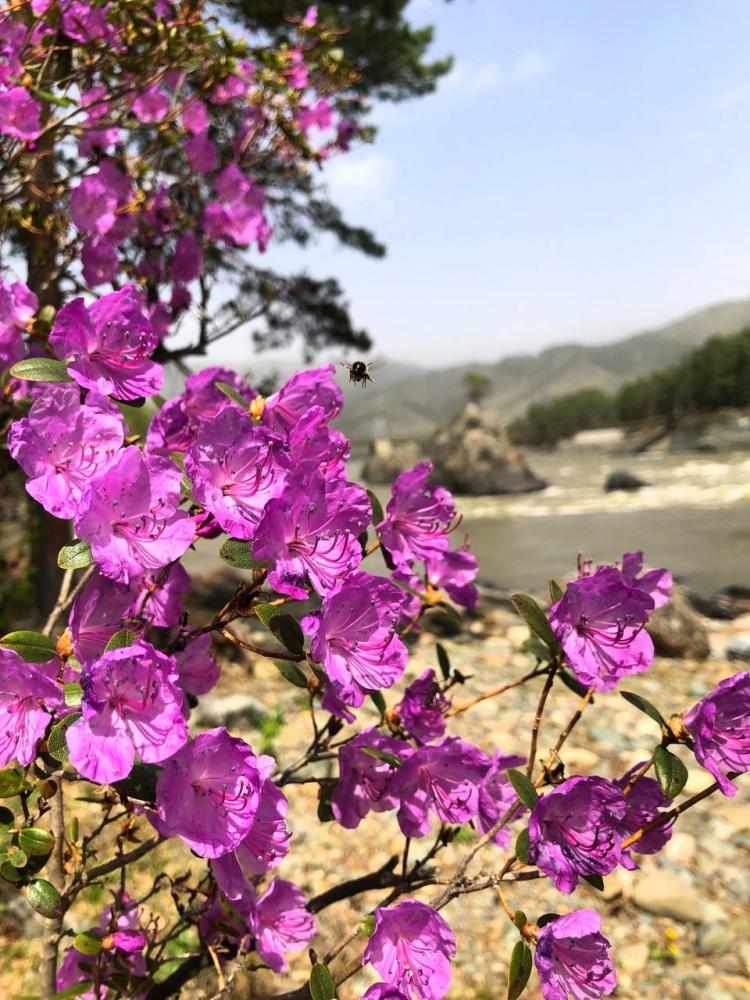 Туры на Алтай на Майские праздники из Новосибирска 2023