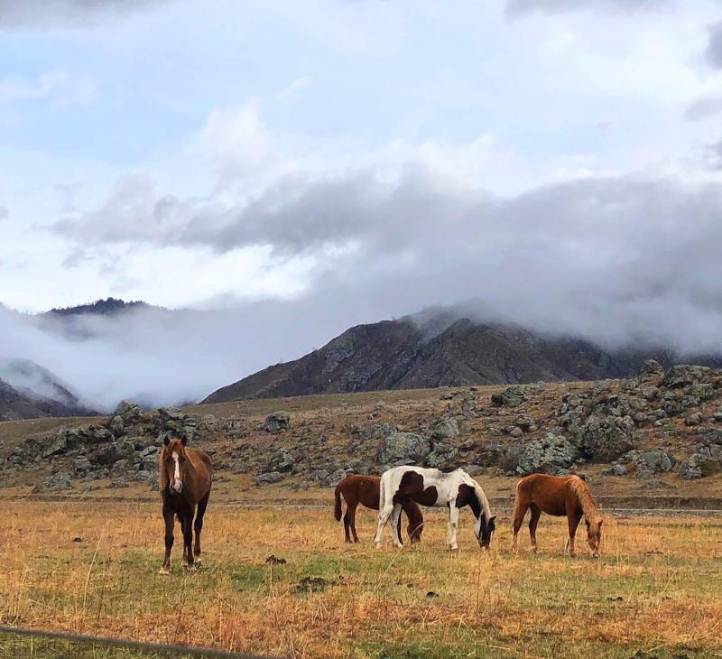 Алтай тур выходного дня из Новосибирска 2022