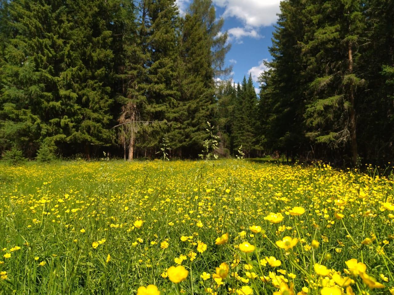 Отдых Улаганский район Республика Алтай