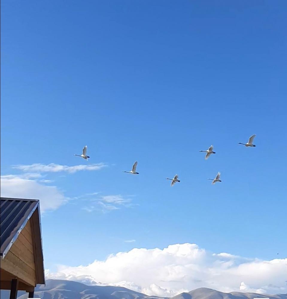 Летят гуси Кош-Агач