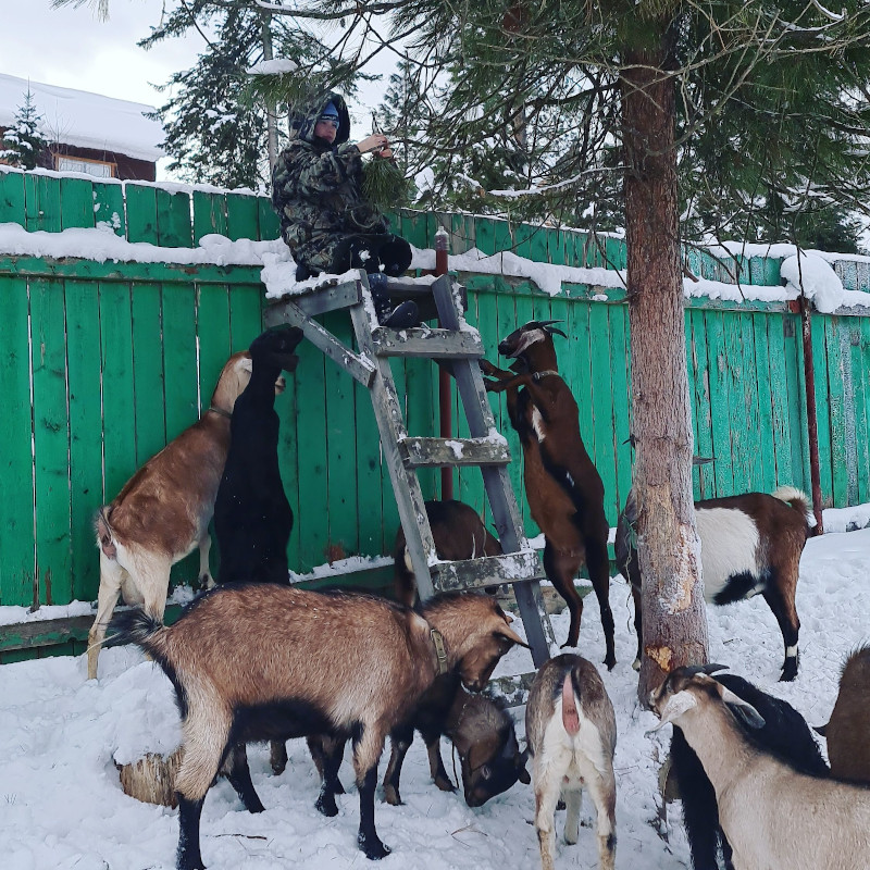 Отдых зимой на Телецком озере