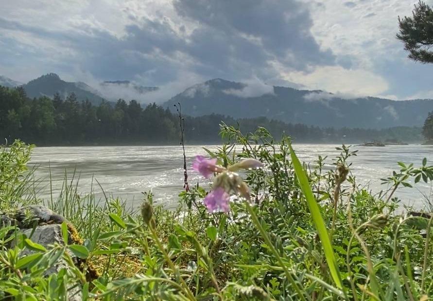 Река Катунь у базы отдыха "Клевая поляна" в Гоном Алтае