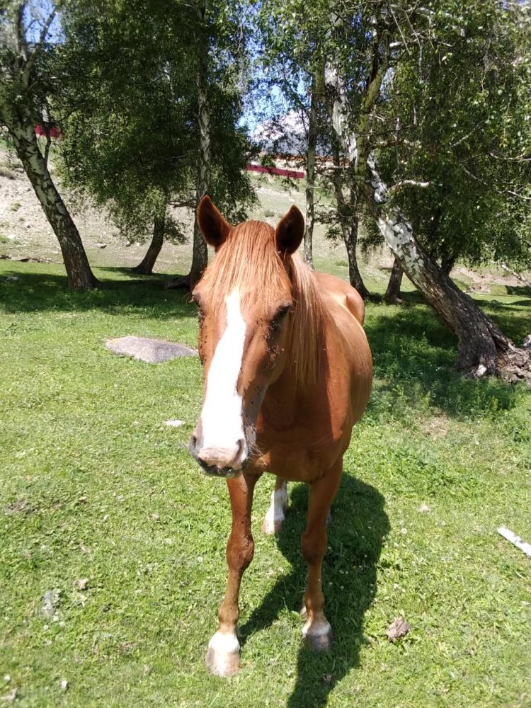 Лошадка на базе отдыха