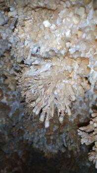 Кораллиты в Музейной пещере. 