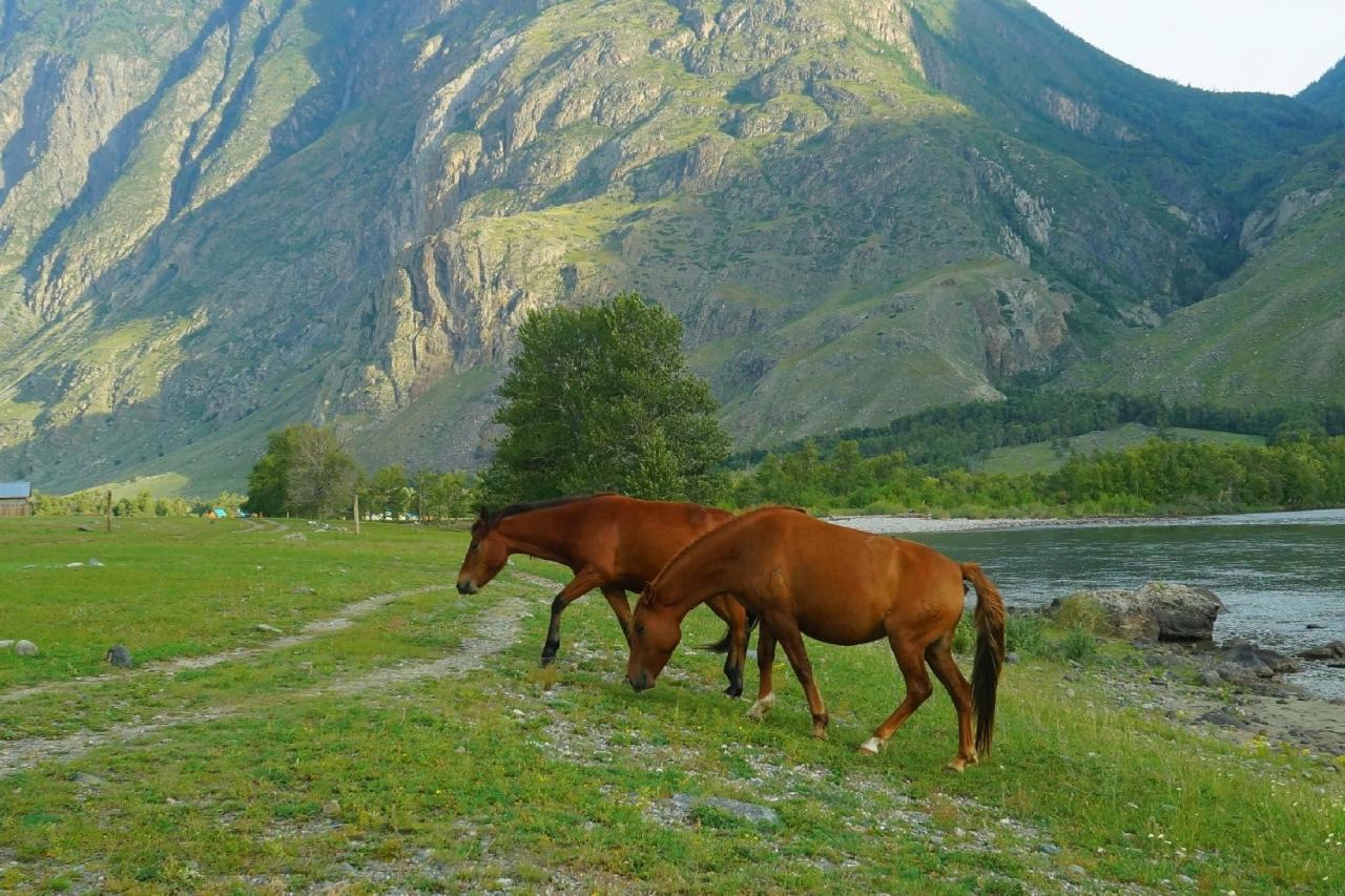 Долина Чулышмана Горный Алтай
