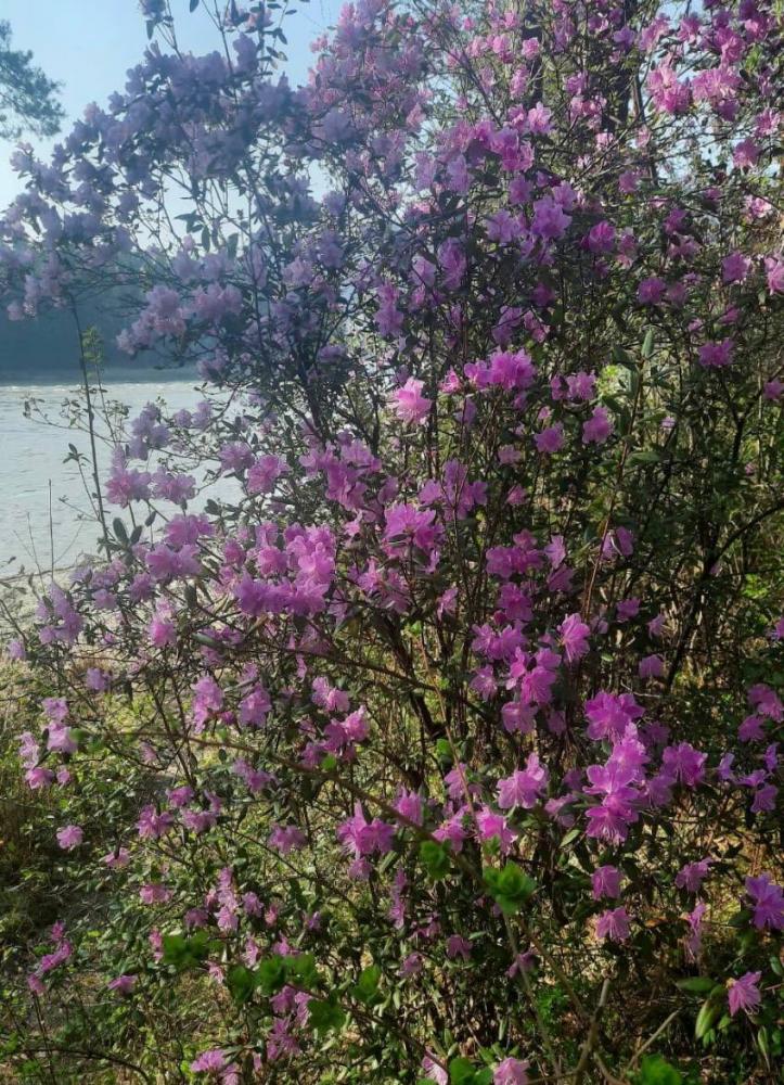 Цветение маральника