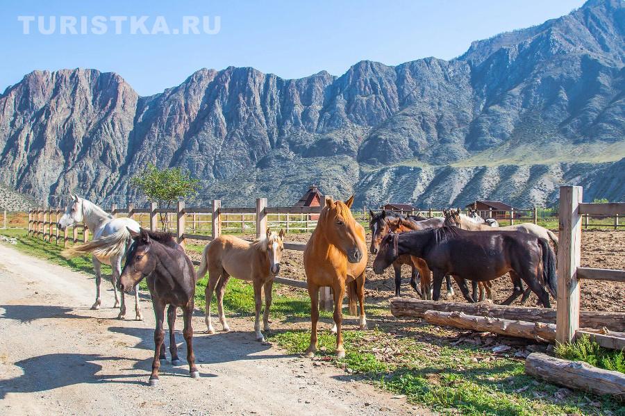 Агрокомплекс Инегень Горный Алтай