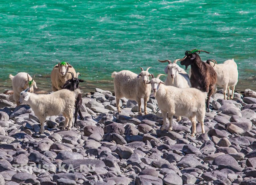 Агрокомплекс Инегень Горный Алтай