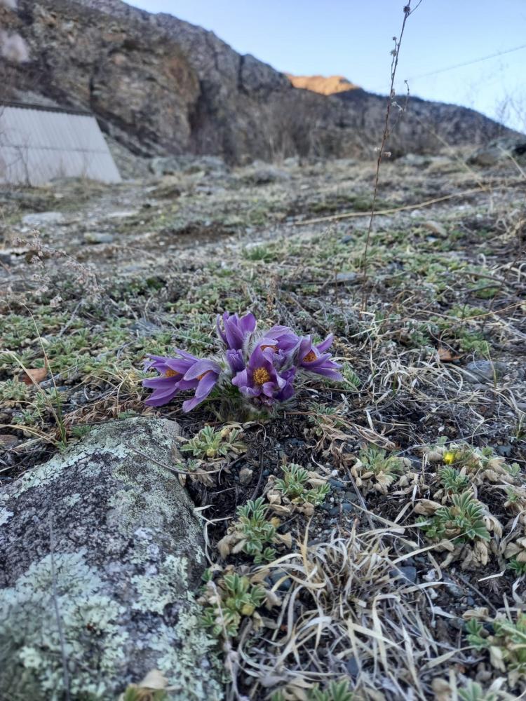 Алтай Онгудайский район село Купчегень подснежник