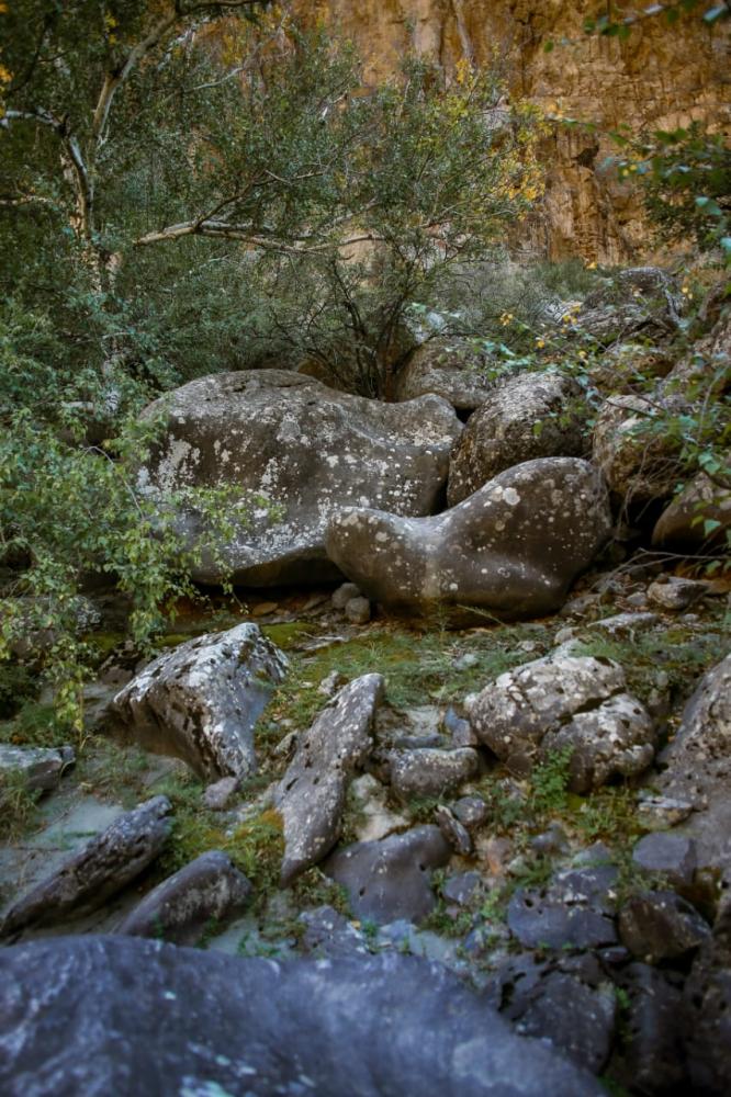 Каменные джунгли