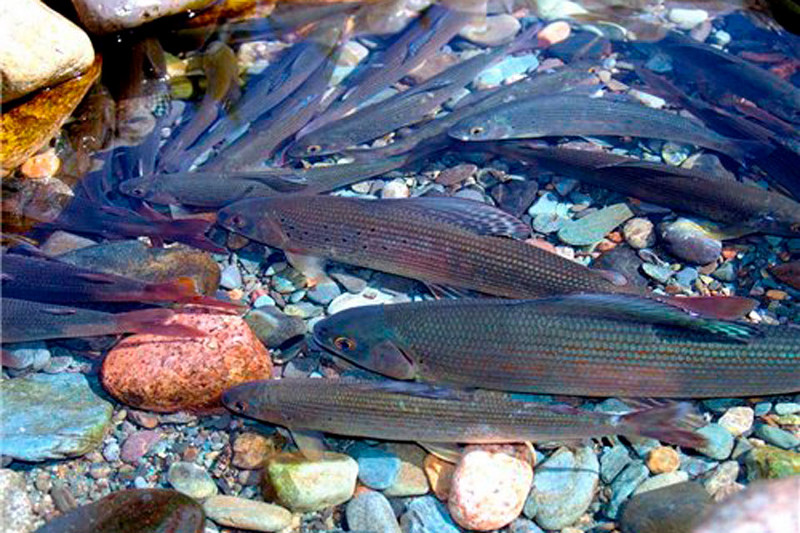 Рыбалка на Чулышмане