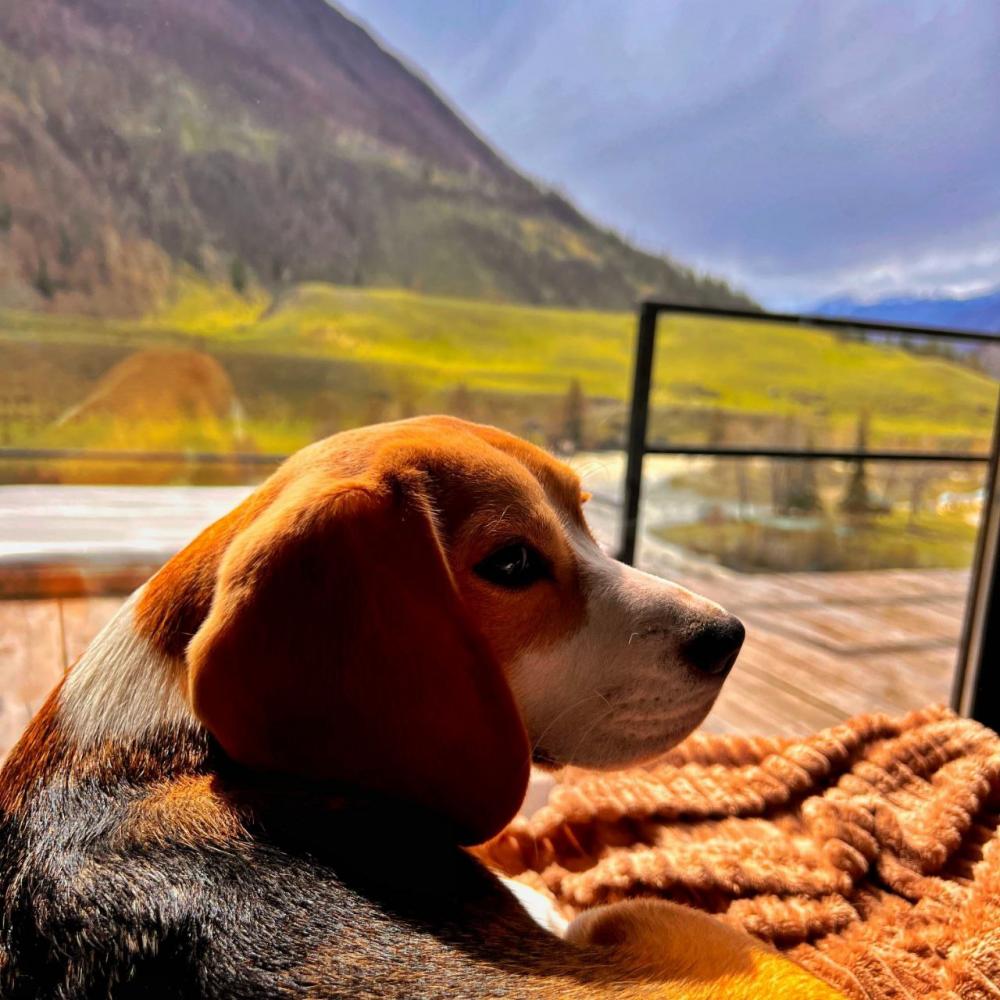 Разрешено проживание с питомцами 