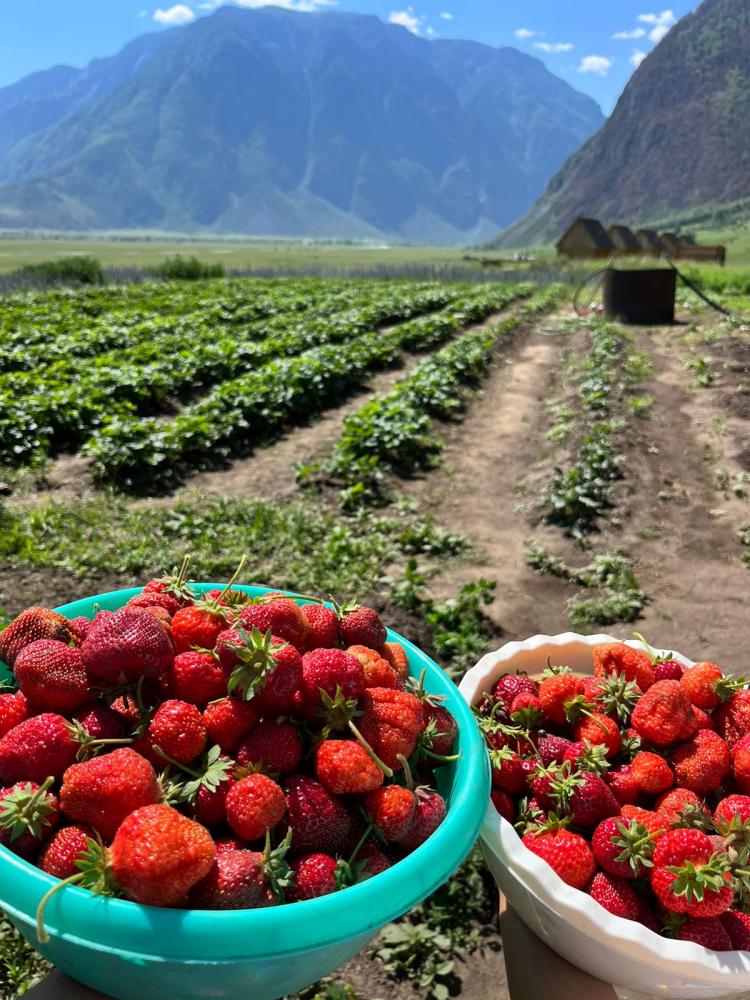 Балыкча Юг Телецкого озера фермерская клубника