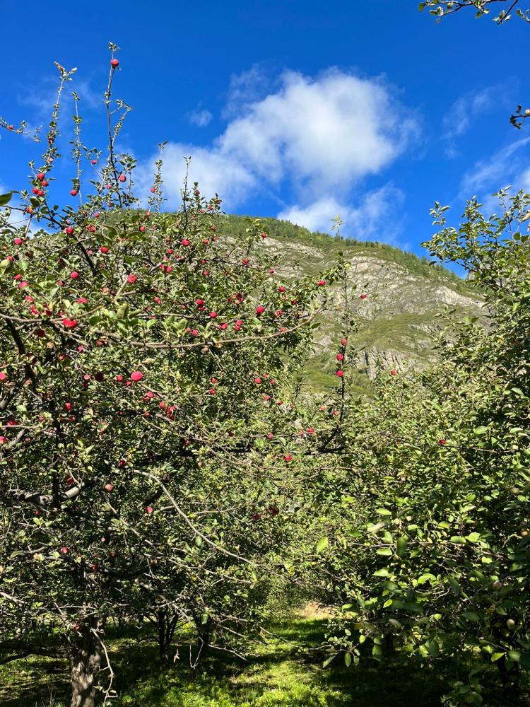 База отдыха "Алтай Телецкое" прогулки
