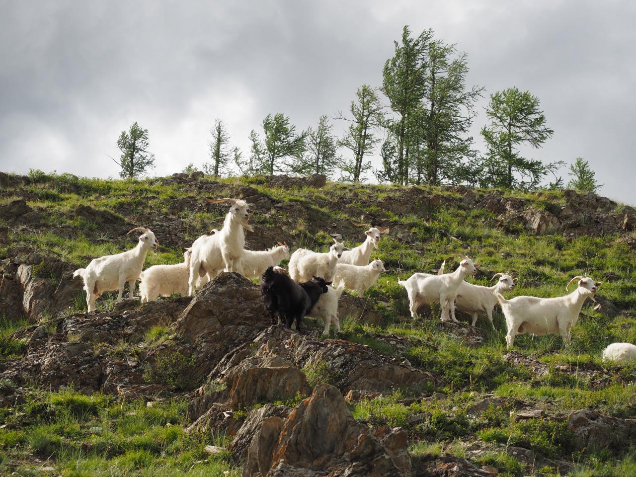 Природный парк Уч-Энмек на Алтае