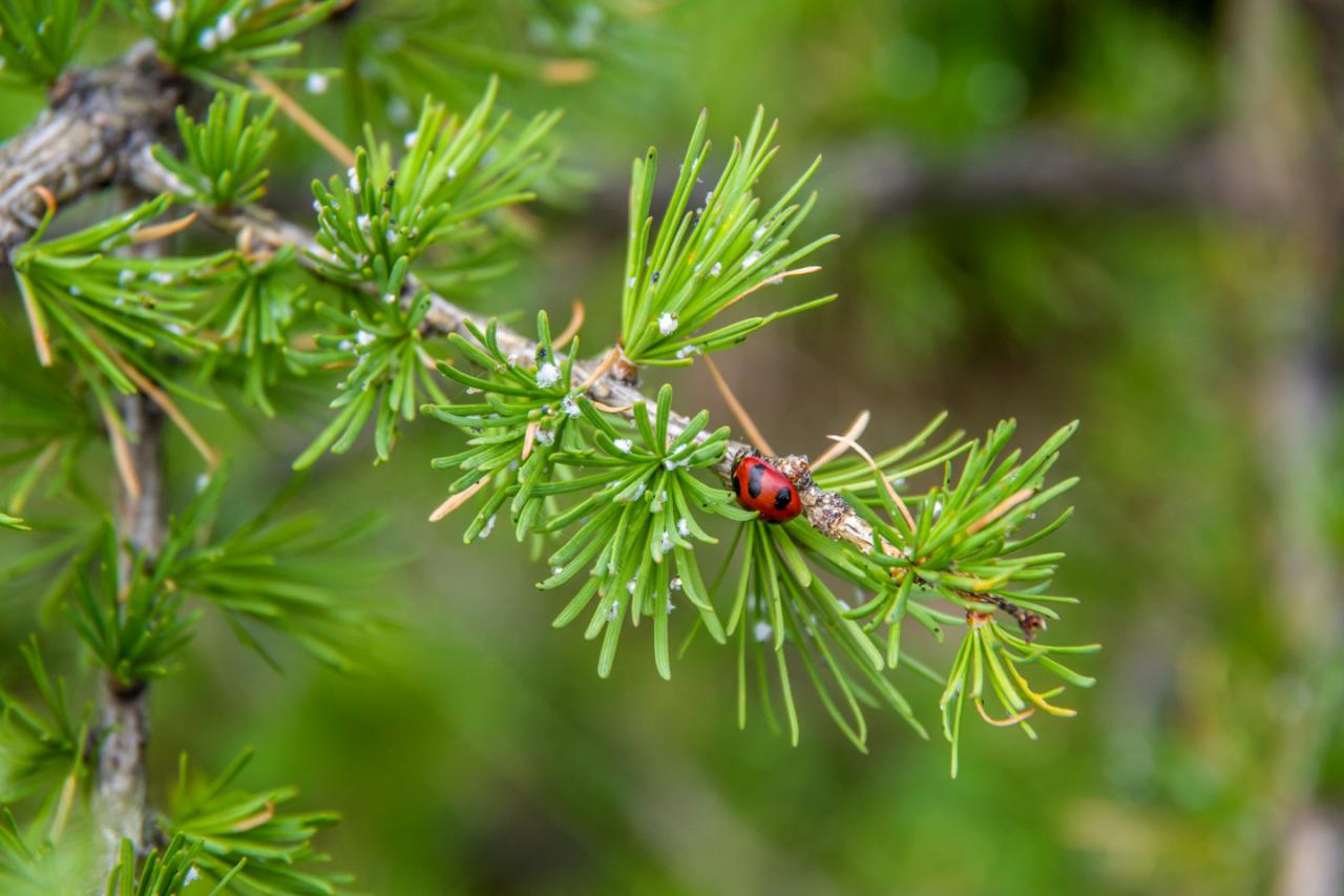 Тур в Горный Алтай летом 2025 года