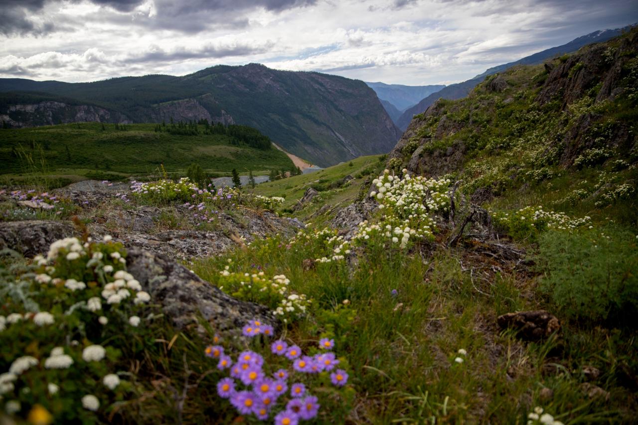 Долина Чулышмана тур из Горно-Алтайска