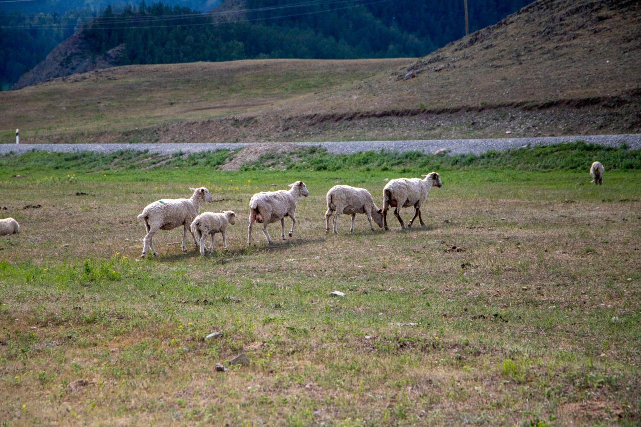 Долина Чулышмана тур из Горно-Алтайска