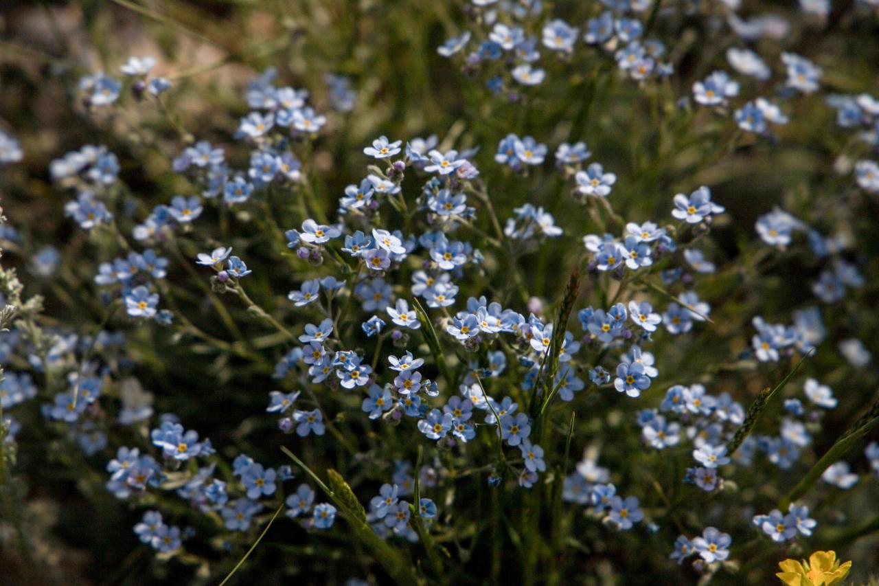 Цветы Горного Алтая