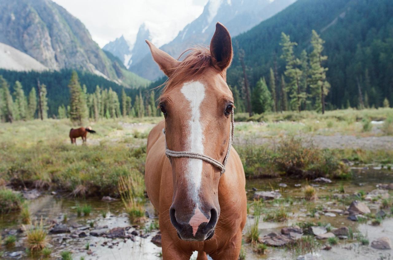Конный тур на Алтай 2025