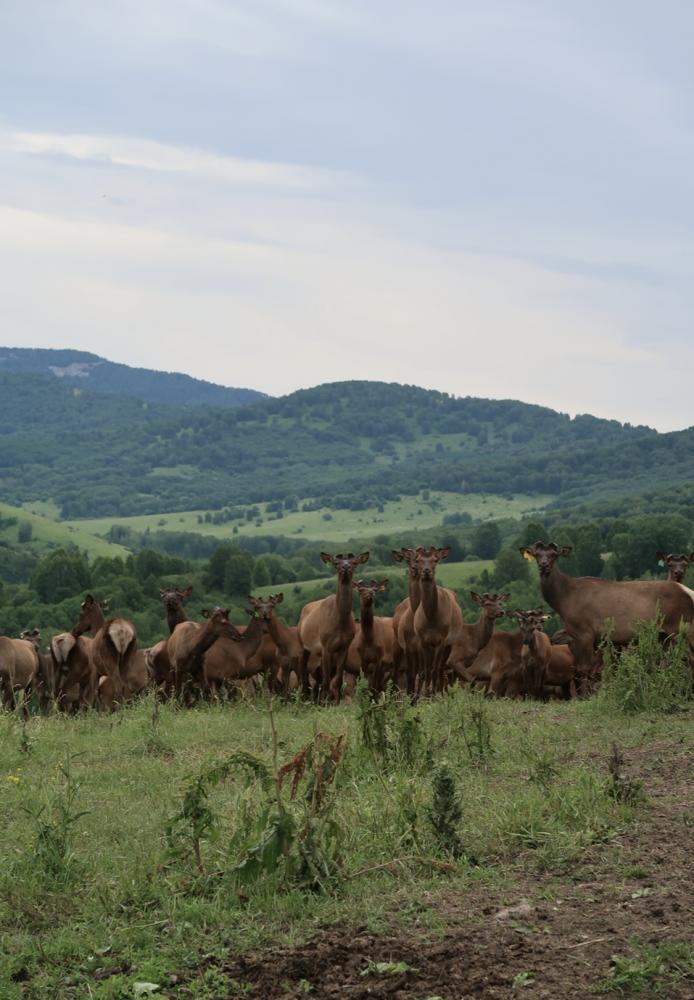 База отдыха «Благородный Марал»