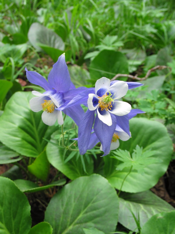Аквилегия (водосбор)