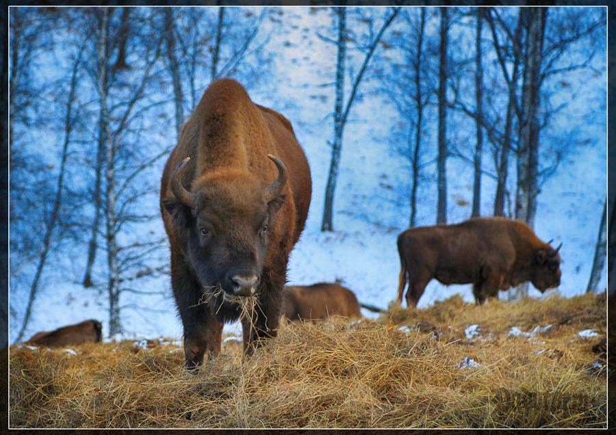 Экскурсия в зубровый питомник