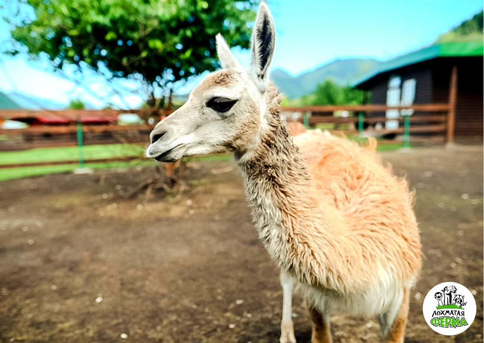 Лохматая ферма