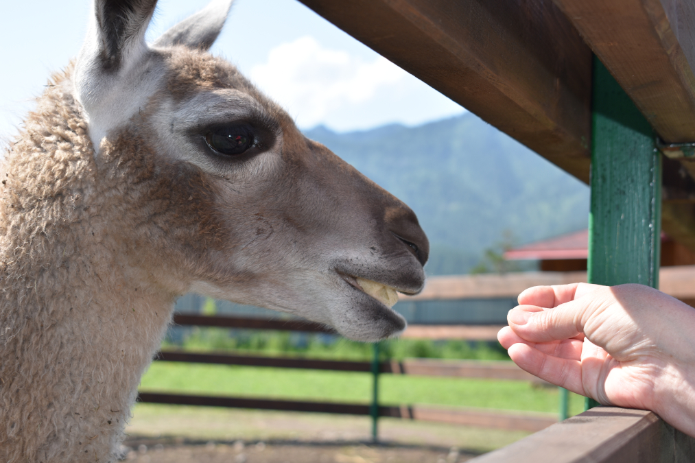 Лохматая ферма