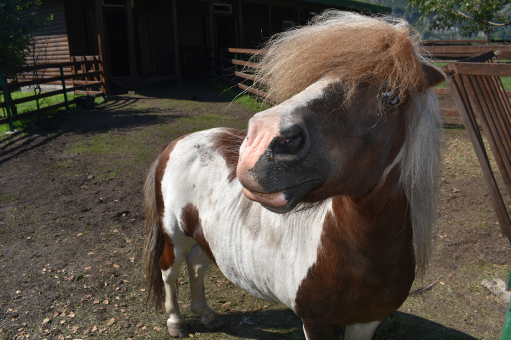 Лохматая ферма