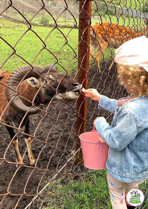 Лохматая ферма