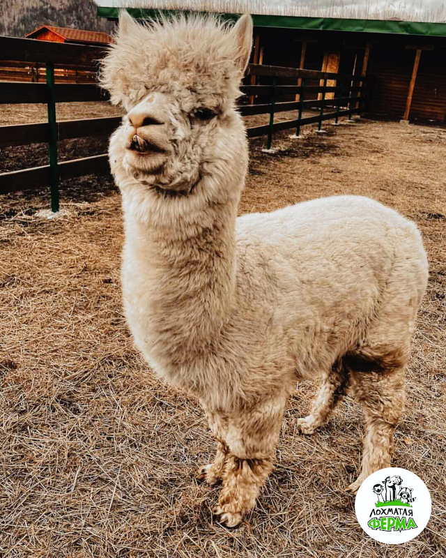 Лохматая ферма
